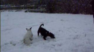 Staffy And Patterdale Play In The Snowy Field