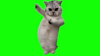 Green Screen Beat The Koto Nai Cat Meme | Dancing Cat Meme