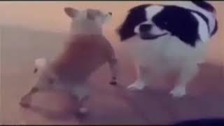Perro Perreando