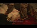 Goats being butchered in Delhi on the occasion of Bakri-Id