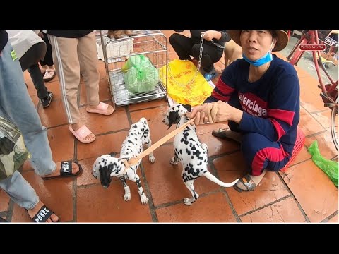 Phiên chợ chó mèo cảnh rẻ đẹp - Hỏi giá chó mèo mới nhất
