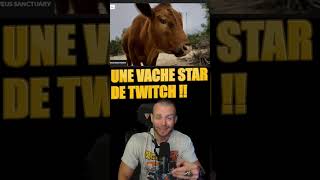 Une Vache Est La Nouvelle Star De Twitch