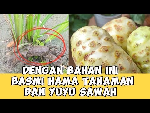 Luar biasa basmi hama tanaman ‼️ pestisida nabati untuk membasmi hama kepiting sawah