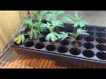 Growing cannabis: New strains for 2016.  Ep 16