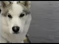 Ame Animale Complicit Entre Un Chien Et Un B Luga Ame Animale Complicit Entre Un Chien Et Un B Luga