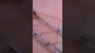 Zarb Zavqi Koʻrsatuvi
