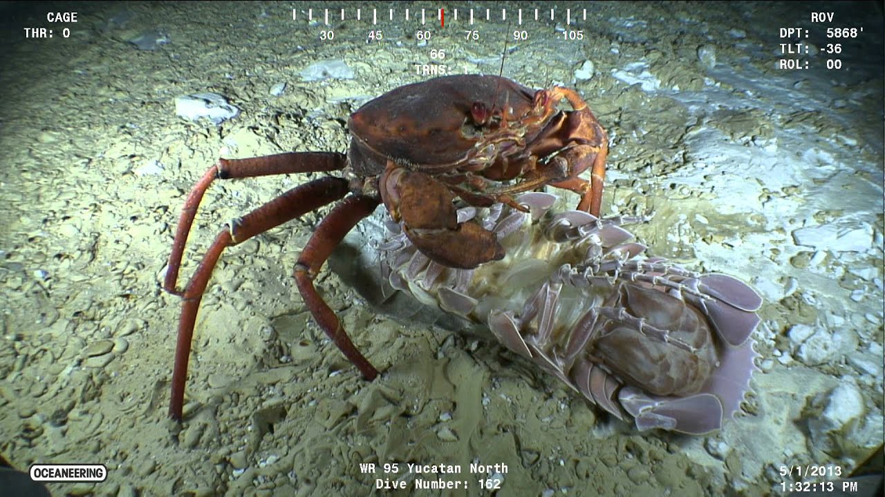 AMAZING HD Deep Sea Crab Eating a Massive Roly Poly YouTube