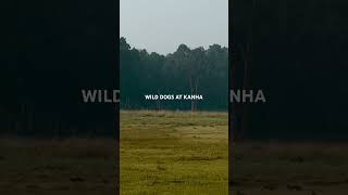 Wild Dogs Chasing Deers At Kanha..