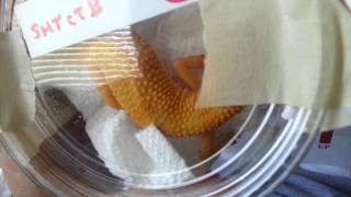 HMONGreplay.com - Leopard-gecko-is-pregnant-what-should-i-do