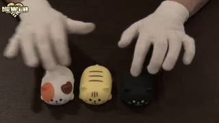 Cat Piano Insanity Cat Piano Insanity