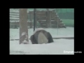 Giant pandas do somersaults in the snow in China