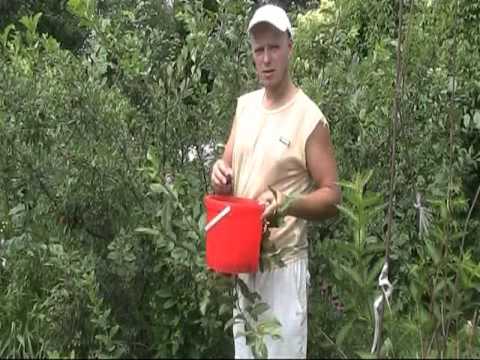 Груша год посадка и обрезка Груша год посадка и обрезка