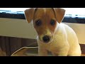 Canon PowerShot SX20 IS(Jack Russell dog) sample video