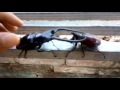 Kẹp kìm sừng đao và bọ hung 3 sừng - Thú chơi bọ cánh cứng vô cùng thú vị