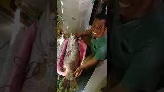 Ikan Baramundi Jumbo Atau Ikan Pelak Super