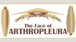 The Face Of Arthropleura