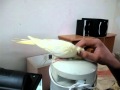 yellow cockatiel very tamed