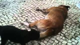 Cadela Pequena Vs Cão Grande