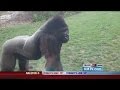 Gorilla breaks glass at Nebraska Zoo