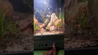 category aquascape tv