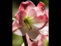 Flowers - For Your Loved Ones ecards - Flowers Greeting Cards Flowers - For Your Loved Ones ecards - Flowers Greeting Cards