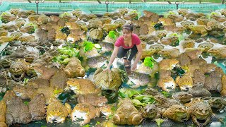 Harvest Many Big Frogs Bring To The Village Country Market Sell. Ly Tieu Toans Village Life