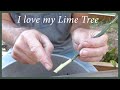 Growing Citrus From Cuttings: How To Keep A Tree You Love