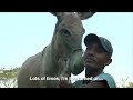 donkey