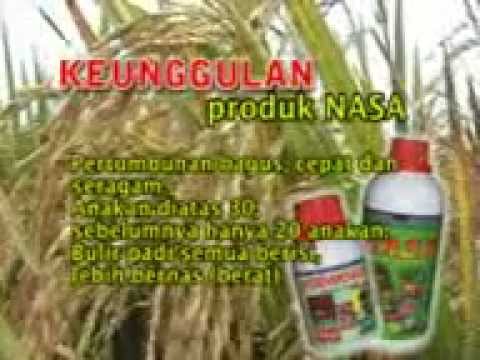 Klasifikasi dan Morfologi Tanaman Kelapa (HKTI - Indonesian Farmers