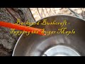 Backyard Bushcraft - Tapping the Sugar Maple