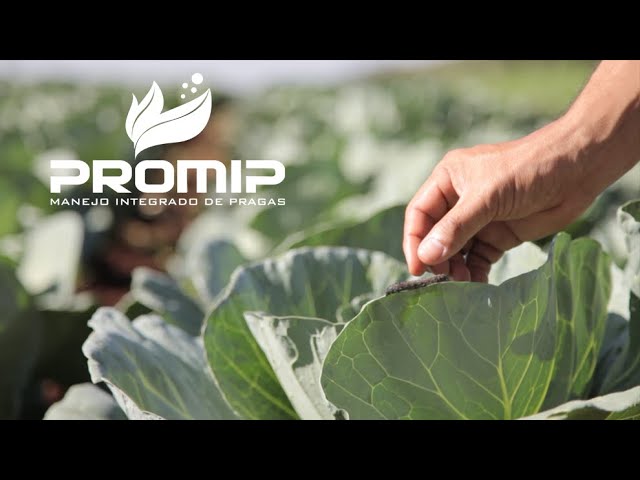 PROMIP - Manejo Integrado de Pragas - O Celeiro do Mundo - Filme Institucional