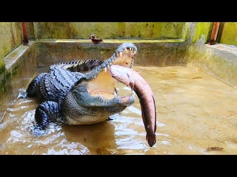 Nơi ở mới của cá sấu, cho cá sấu ăn (Phần 2) | Crocodile’ new home, feeding crocodile (part 2)