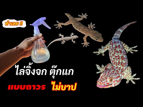 จบปัญหา‼️ขี้จิ้งจก ตุ๊กแก แมลงสาบ ไล่ให้พ้นจากบ้านได้ชัวร์ๆ (ไม่บาป)