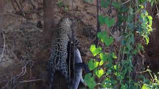 Jaguar hunting Caiman