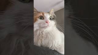 Thats A Pretty Kitty Kat