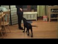 Funny Black Labrador Puppy Training Session