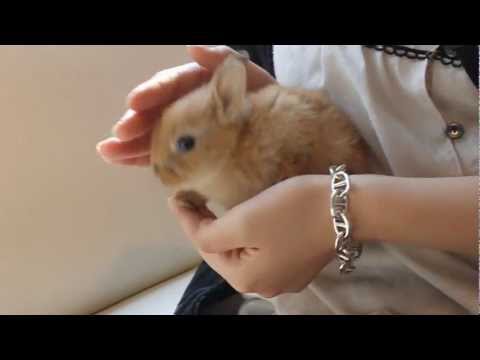 リアルシルバニアファミリー！！専用ベットで眠るウサギが可愛い！！のキャプチャ