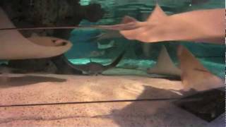 Cownose Rays