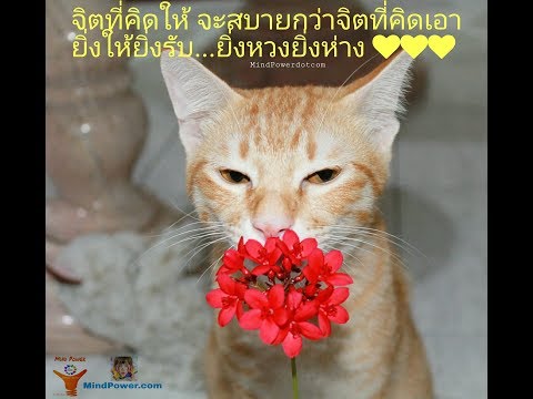 สัตว์เลี้ยง | คำคมเพื่อน | ภาษาอังกฤษ สั้นๆ | Friend Quotes | pets