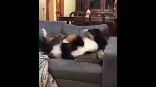 Sahibini Kıskanan Köpek Komik Köpek Videoları