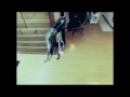 けしからん猫の垂直跳びには敵わない。 NOTHING CAN RIVAL THE JUMPING CAT!