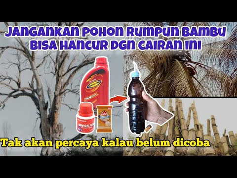 Jangankan pohon rumpun bambu bisa hancur dgn cairan ini