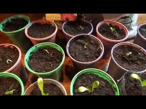 Выращивание георгинов из семян 907