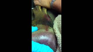 Puscam K9 With Left Rear Limb At Quads Abscess