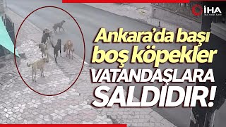 Yolda Yürüyen Vatandaş Köpeklerin Saldırısına Uğradı, İşte O Anlar
