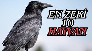 Dünyadaki En Zeki 10 Hayvan
