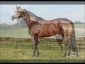 EL SOLITO VS EL GATO AMERICANO VS EL ZULTAN PROMO
