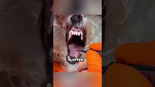 No One Knew Why The Dog Was Rubbing His Face Until