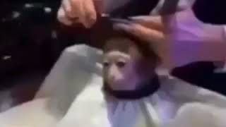 Lan Damat Çok Konuştun