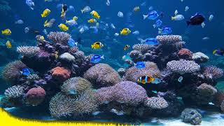Expansive Reef Tank Anthias & Branching Corals 4 Hours
